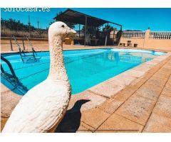CHALET Y FINCA CON PISCINA Y Yeguada