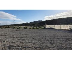 FINCA RUSTICA PARA CULTIVO CON SALON Y ESTANQUE, PORIS DE ABONA