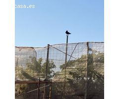Venta de Finca Rústica con Frutales