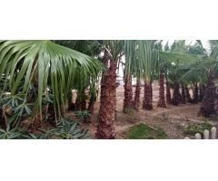 CASA DE CAMPO EN HONDON DE LAS NIEVES