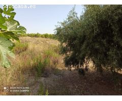 CASA DE CAMPO A 1K DE ELCHE