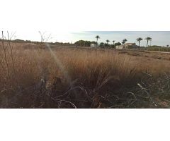 CASA DE CAMPO AUTOCTONA DE ELCHE