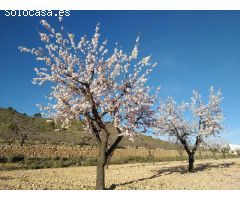 PARCELA EN HONDON DE LAS NIEVES