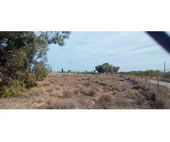 Terreno en la carretera del Elche al Altet