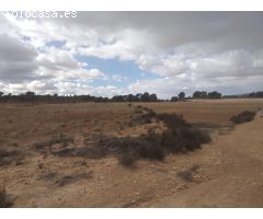Parcela en Jumilla, ideal para construir una casa