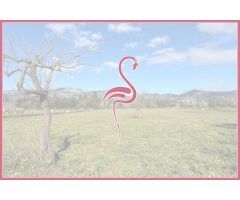 ???? Terreno Rústico en Selva con Licencia y Proyecto ???? Vistas 360º a la Tramuntana