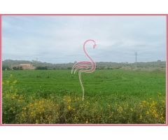 Espectacular terreno 15.000 m2 Lloret Vista Alegre