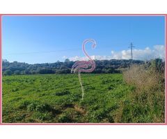 Espectacular terreno 15.000 m2 Lloret Vista Alegre