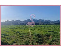 Espectacular terreno 15.000 m2 Lloret Vista Alegre
