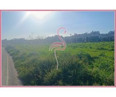 Espectacular terreno 15.000 m2 Lloret Vista Alegre