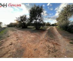 Precioso Olivar de secano 100 patas aprox . y 3.600 Mt2 de parcela (Con escrituras)