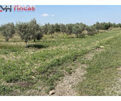 Descubre esta joya agrícola en plena A4: ¡una finca de olivar y tierra de regadío lista!!