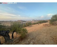???????? Finca Excepcional en Venta - Olivos [amp;] Más en Morón de la Frontera ????