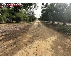 Parcela Rustica de 1,5hectareas en termino municipal de utrera
