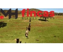 EXCEPCIONAL FINCA DEHESA TAMUJOSO – INVERSIÓN GANADERA Y CINEGÉTICA