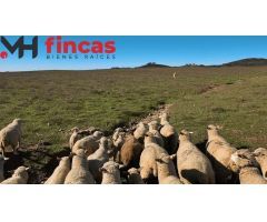 EXCEPCIONAL FINCA DEHESA TAMUJOSO – INVERSIÓN GANADERA Y CINEGÉTICA