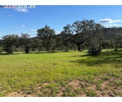 ????? FINCA RÚSTICA EN VENTA – NATURALEZA, PAZ Y OPORTUNIDAD EN HUELVA EL PATRAS????????