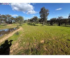 ????? FINCA RÚSTICA EN VENTA – NATURALEZA, PAZ Y OPORTUNIDAD EN HUELVA EL PATRAS????????
