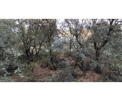 Parcela en la Urbanización Aguas Blancas