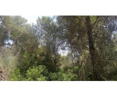Se vende  terreno edificable en la zona de  Algaida - Pina
