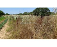 Rustica con casita a reformar en zona de facil acceso