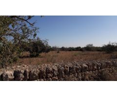 finca rústica edificable zona Pina