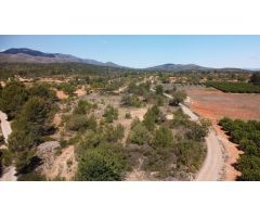 TERRENO EN VENTA EN CHESTE