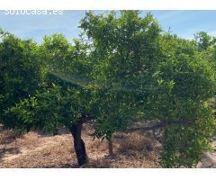 Terreno Rústico en Venta en Silvarredonda, Castellón