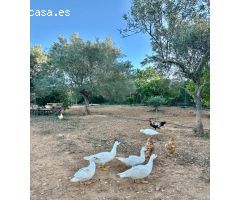 Finca Rústica en Porreres: Tu Paraíso Rural en Mallorca