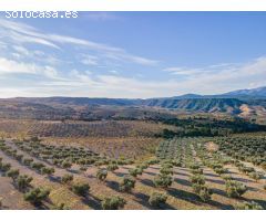 FINCA DE OLIVOS EN JAYENA