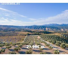 FINCA DE OLIVOS EN JAYENA