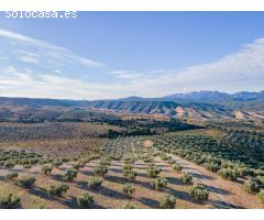 FINCA DE OLIVOS EN JAYENA