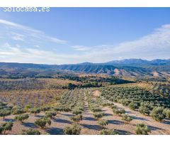 FINCA DE OLIVOS EN JAYENA