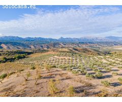 FINCA DE OLIVOS EN JAYENA