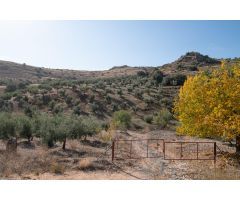 FINCA DE OLIVOS EN LA PEZA