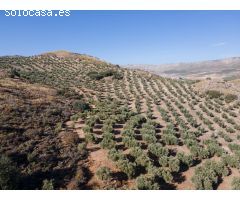 FINCA DE OLIVOS EN LA PEZA