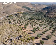 FINCA DE OLIVOS EN LA PEZA