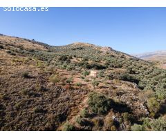 FINCA DE OLIVOS EN LA PEZA