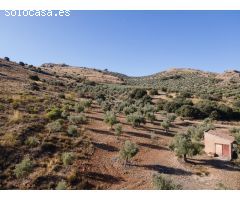 FINCA DE OLIVOS EN LA PEZA