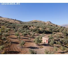 FINCA DE OLIVOS EN LA PEZA