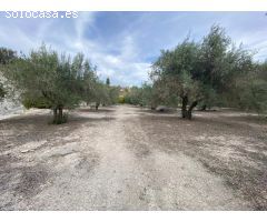 Parcela de secano con 40 olivos en producción y huerta con derecho a riego