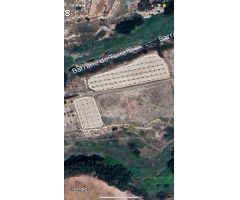 parcela de olivos en cuatretonda