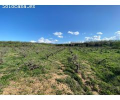 Venta parcela de viña en Montaverner-Valencia
