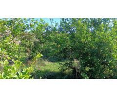 Terreno en Callosa d´en Sarriá de 7000m2 con balsa de riego ????  35.000€