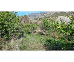 Terreno en Callosa d´en Sarriá de 7000m2 con balsa de riego ????  35.000€