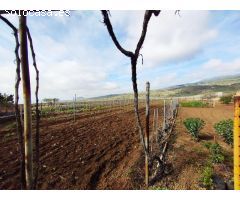 Finca con producción de vino con lagar en el Río de Arico