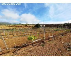 Finca con producción de vino con lagar en el Río de Arico