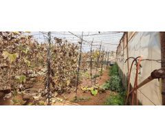 Terrenos con invernaderos, apero y tanque de agua en Chimiche, Granadilla de Abona.
