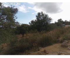 PARCELA DE OLIVOS CERCA DE ALCAUCIN