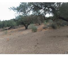 PARCELA DE OLIVOS CERCA DE ALCAUCIN